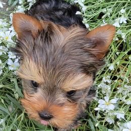Yorkshire Terriers from Elisabeth Lundberg