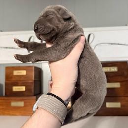 Darius - Blue male Great Dane puppy in Jerusalem, Arkansas from Mara Danes
