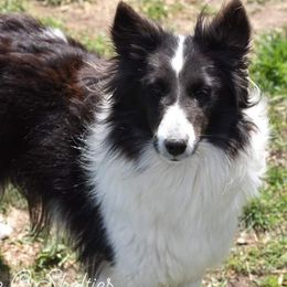 DOLLY - Shetland Sheepdog