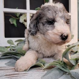 Aussiedoodle and Goldendoodle Puppies from Hunting Creek Kennels
