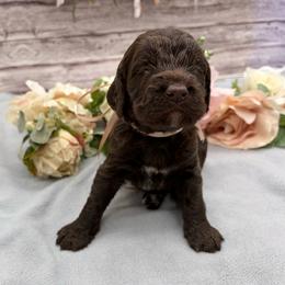 Java - Liver and white female Springerdoodle puppy in Lisbon, Ohio from Willow Lane Doodles