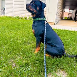 German Shepherd, Pembroke Welsh Corgi, and Rottweiler Puppies from Blitzenhaus Working Dogs