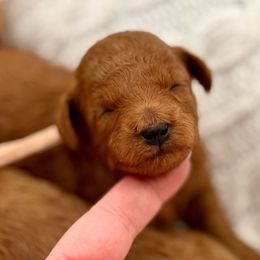 Buttercup - Red  female Poodle puppy in Munster, Indiana from Miranda’s Sunshine Poodles and Doodles