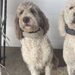 Lizzie - Bernedoodle