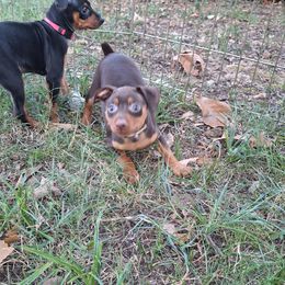 Miniature Pinscher Puppies from K&J's Min Pins Of Grand Lake
