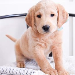 Goldendoodles and Labradoodles from Artisan Doodles