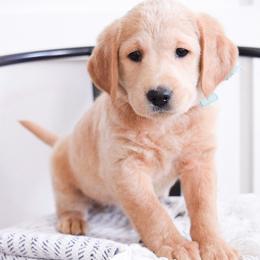 Goldendoodles and Labradoodles from Artisan Doodles