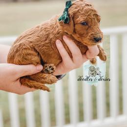 Dachshund, Goldendoodle, and Sheepadoodle Puppies from Doodles & Doxies