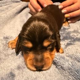 Hershey - Chocolate and tan male Dachshund puppy in Glendale, Arizona from Collier Dachshunds