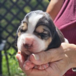 Bou 1 - Black white and brown male Basset Hound puppy in Denison, Texas from Emma Lou's Baby Bassets