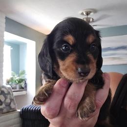 Wolfman - Black and tan male Dachshund puppy in Willcox, Arizona from Tootsie's Tiny Toes
