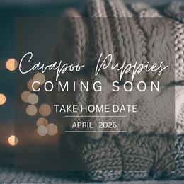 Cavapoo puppies from Rocking JH Pup Co