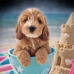 Candy Apple - Apricot female Goldendoodle puppy in Daytona Beach, Florida from Beach Doodles