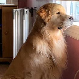 Golden Retrievers from Sunwind Golden Retrievers