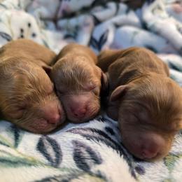 Ava - Red female Cavapoo puppy in Truckee, California from Heavenly Goldendoodles