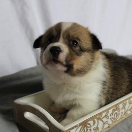 Yoshi - Sable Pembroke Welsh Corgi puppy in Notasulga, Alabama from DandyLyons Corgis