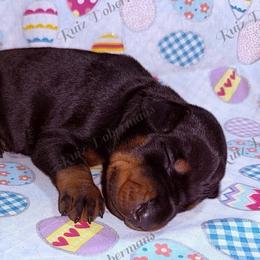 Red - Black and rust male Doberman Pinscher puppy in Louisville, Kentucky from Ruiz Dobermans
