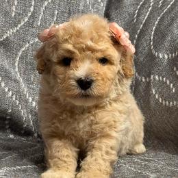 Maya - Apricot female Maltipoo puppy in Bakersfield, California from Silvia's Maltipoos