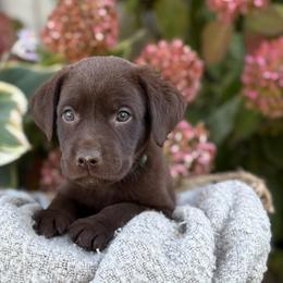 Jansen - Chocolate male Labrador Retriever puppy in Puyallup, Washington from 12 Door Farm Labradors