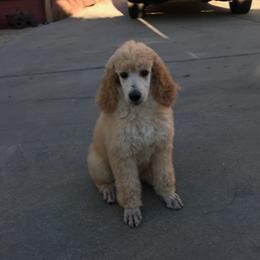 Camilla - Poodle