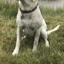 Labrador Retrievers from Saunders Labradors