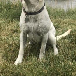 Labrador Retrievers from Saunders Labradors