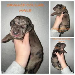 Orange - Merle male Great Dane puppy in Doylestown, Ohio from Dana's Danes