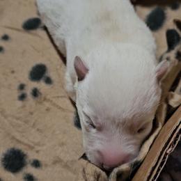 Boy 3 - White male Siberian Husky puppy in Lake Arthur, Louisiana from Gingers Husky Mansion
