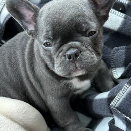 French Bulldogs from The Frenchie Lounge