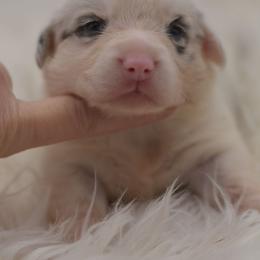 Joker - Blue merle and white male American Corgi puppy in Lithia, Florida from Diamondcrest Inc