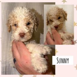 Sunny - Parti male Poodle puppy in Surprise, Arizona from Oh Doodles Doodlery