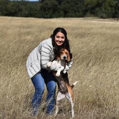 Harriers and Smooth Fox Terriers from Sheez-Beez Kennel