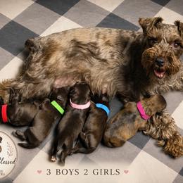 Miniature Schnauzer Puppies from Always Blessed Miniature Schnauzers