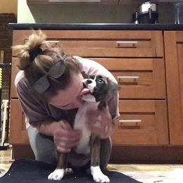 Boxer Puppies from Fineview Boxers