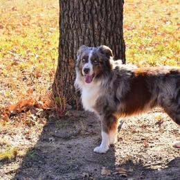 Cooper - Australian Shepherd
