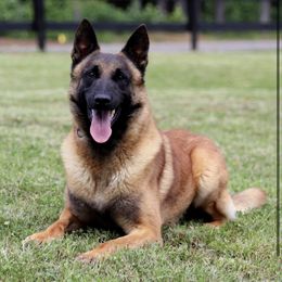 Emrakul - Belgian Malinois
