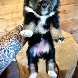 Magnolia - Black tri female Toy Australian Shepherd puppy in Tulare, California from Maze Farms