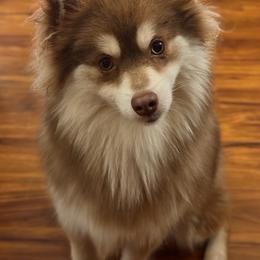 Hash - Pomsky