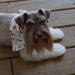 Miniature Schnauzers from Bailey's Irish Cream