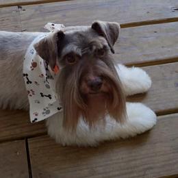 Miniature Schnauzers from Bailey's Irish Cream