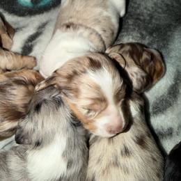 Female - Piebald female Dachshund puppy in Delta, Colorado from Weinderful Dachshunds