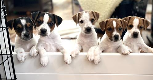 Jack Russell Terrier Puppies from Shavano Creek Jack Russell Terriers, LLC