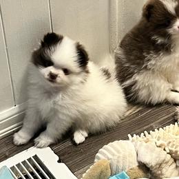 Spicy Girl 1 - Chocolate parti female Pomeranian puppy in Maplefalls, Washington from Snow peak poms