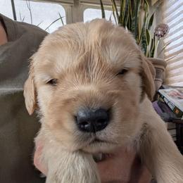 Trout - Golden female Golden Retriever puppy in Cody, Wyoming from Bliss Creek MTN Meadows