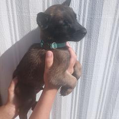 NC - Fawn sable male Belgian Malinois puppy in Marshall, Michigan from McMillan Malinois