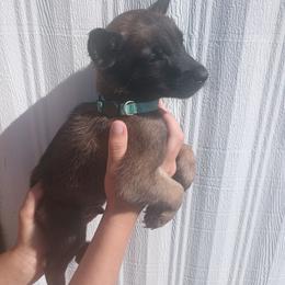 NC - Fawn sable male Belgian Malinois puppy in Marshall, Michigan from McMillan Malinois