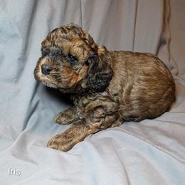 Iris - Brown and tan female Cockapoo puppy in Sunset, Louisiana from Cano Cockapoos