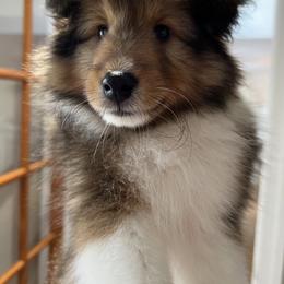 Shetland Sheepdog Puppies from Southern Charm Sheltie’s