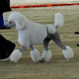 Fancy - Poodle