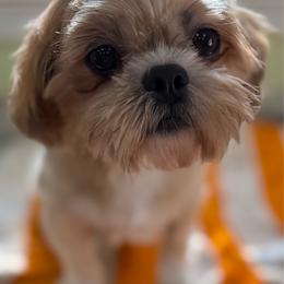 Kimberly - Red female Shih Tzu puppy in Stafford, Virginia from Bayview Pups